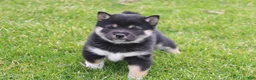 Shiba Inu dogs for sale: Teasha - Ad 1