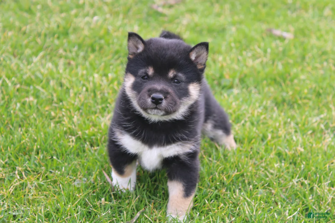 Shiba Inu dogs for sale: Teasha - Ad 1