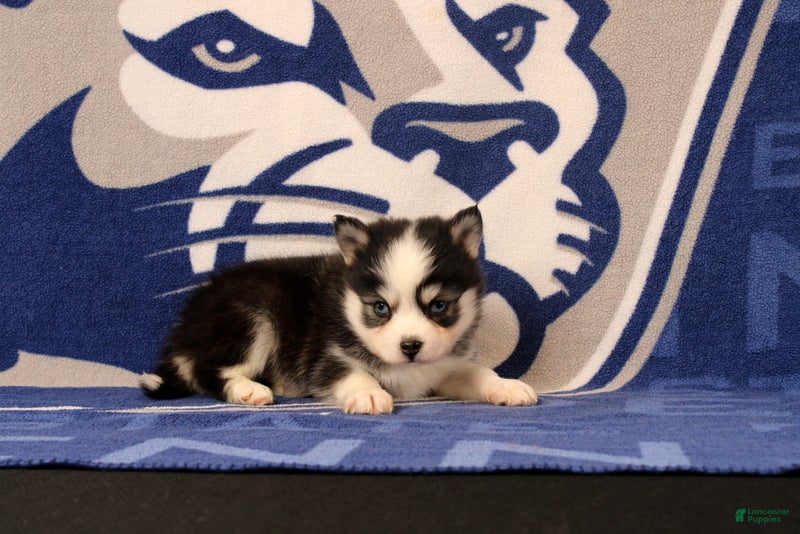 Pomsky dogs Lyric - Ad 1