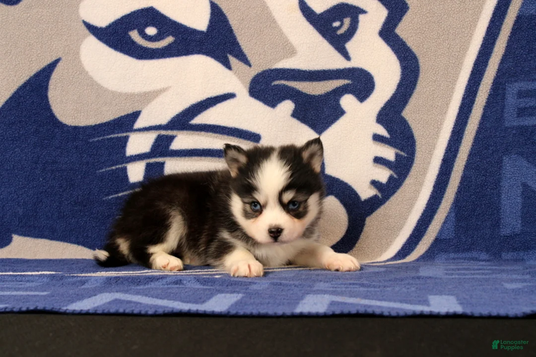 Pomsky dogs for sale: Lyric - Ad 1