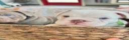 English Bulldog dogs for sale: English Bulldog Puppy 2 - Ad 3