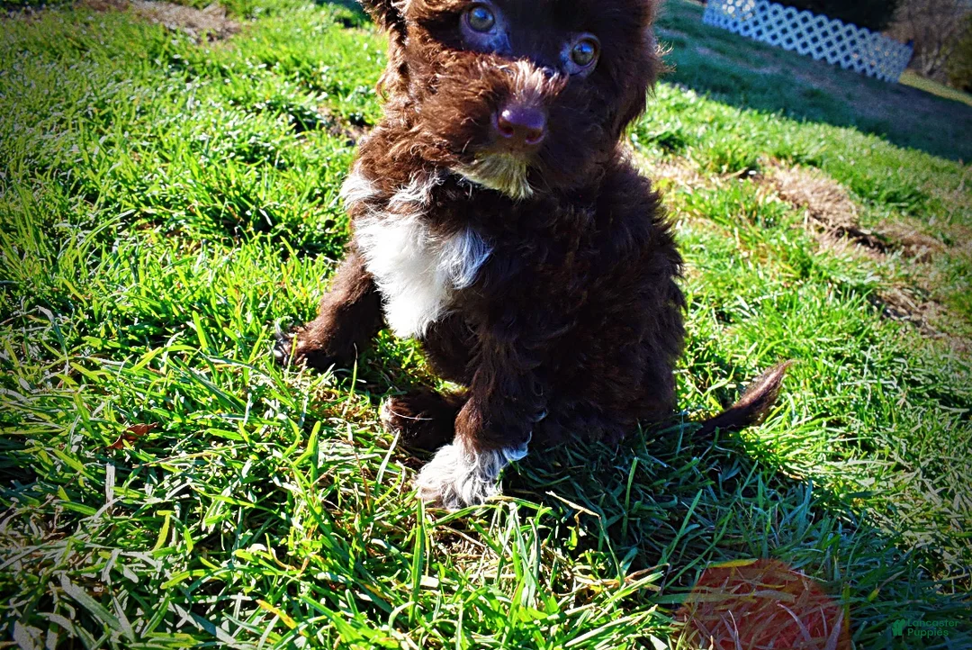 Havapoo dogs for sale: Sunny - Ad 20