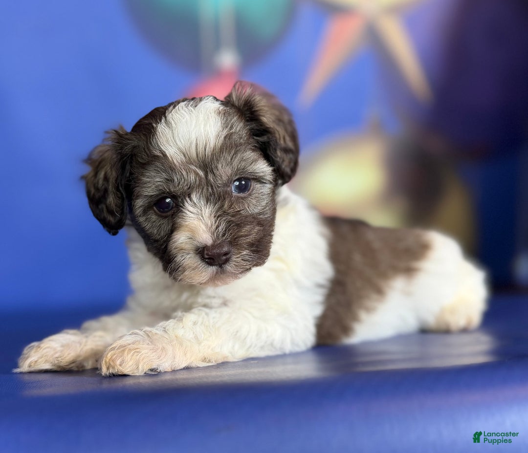 Mixed Breed dogs for sale: Blizzard - Ad 1