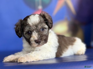 Mixed Breed dogs Blizzard - Ad 20