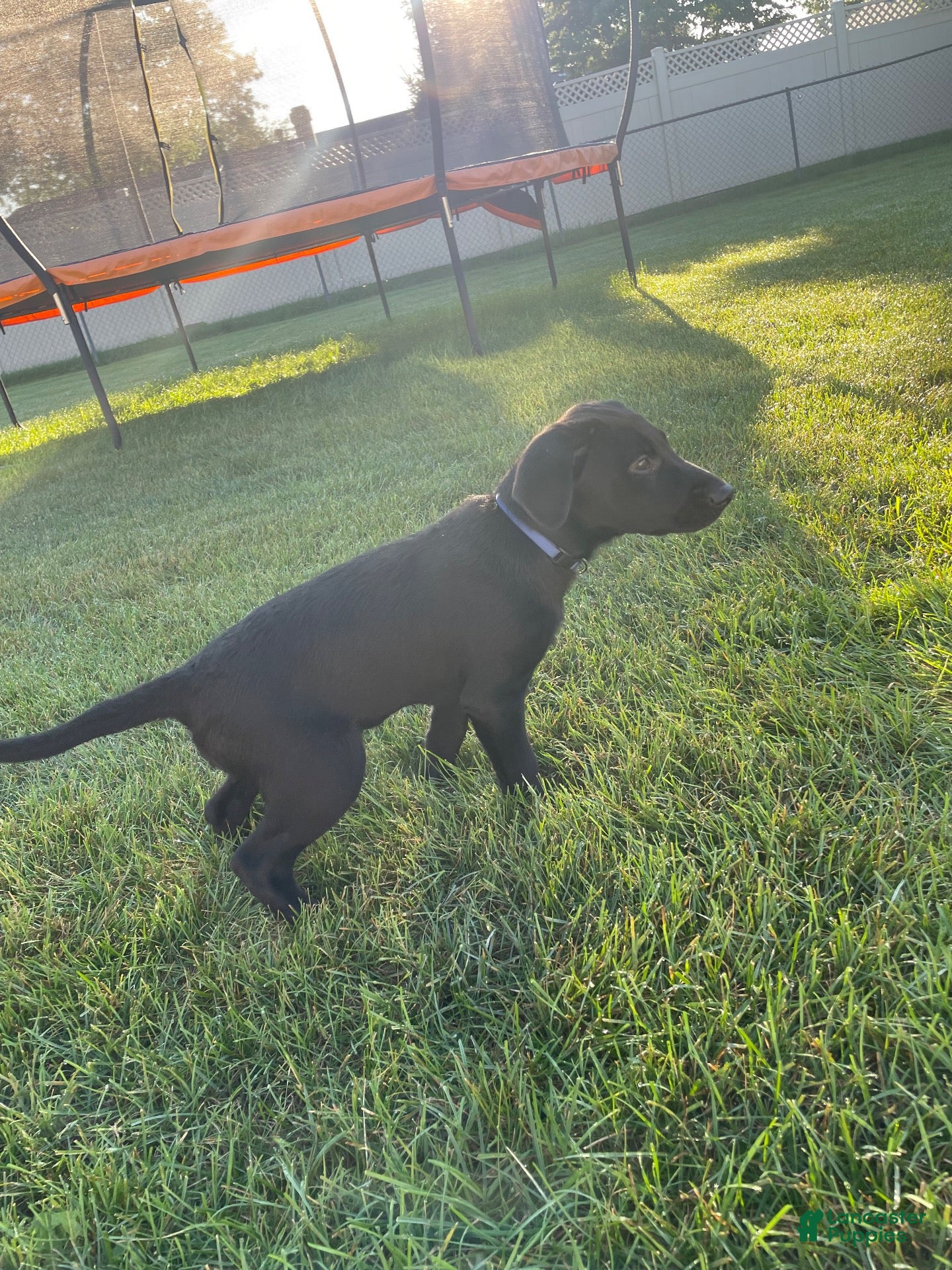Labrador Retriever dogs Labrador Retriever 1 - Ad 7