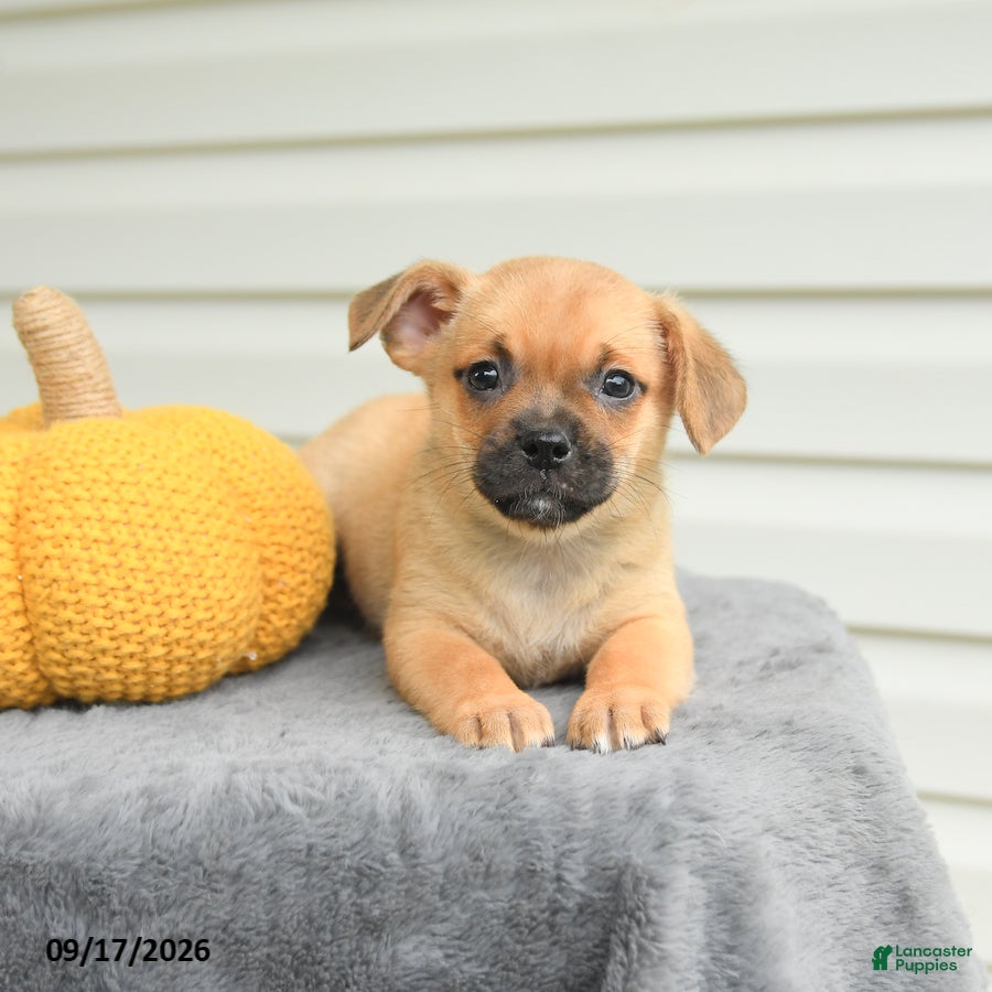 Mixed Breed dogs Sawyer - Ad 2