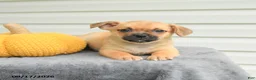 Mixed Breed dogs for sale: Sawyer - Ad 2