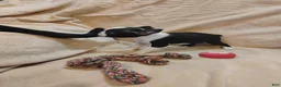 Boston Terrier dogs for sale: Boston Terrier 3 - Ad 7