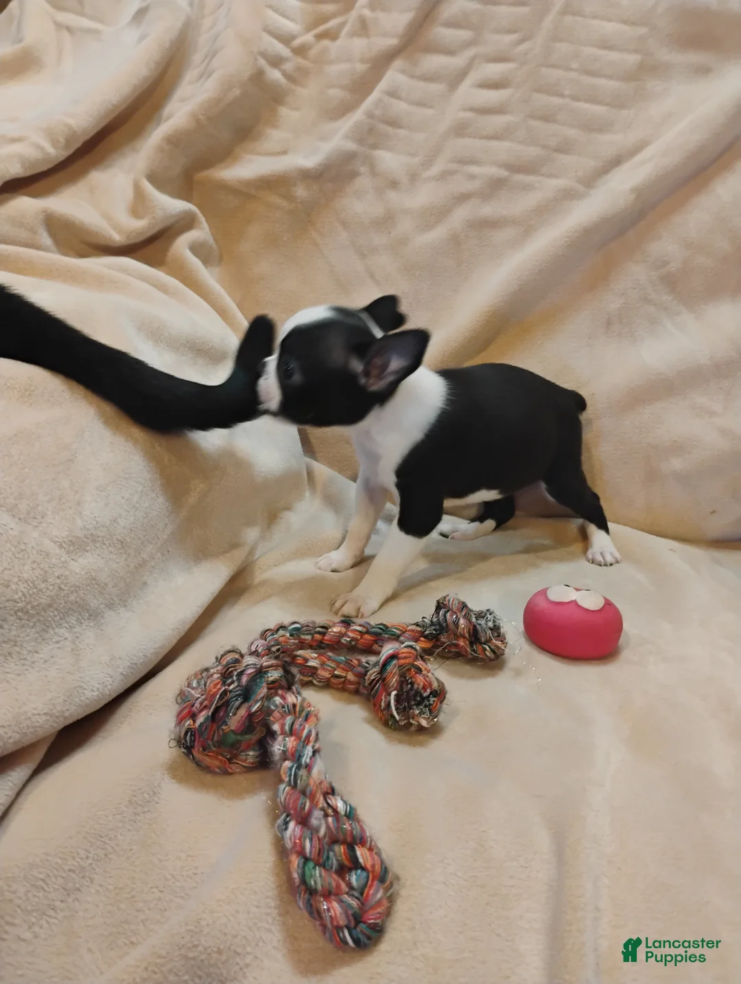 Boston Terrier dogs for sale: Boston Terrier 3 - Ad 7