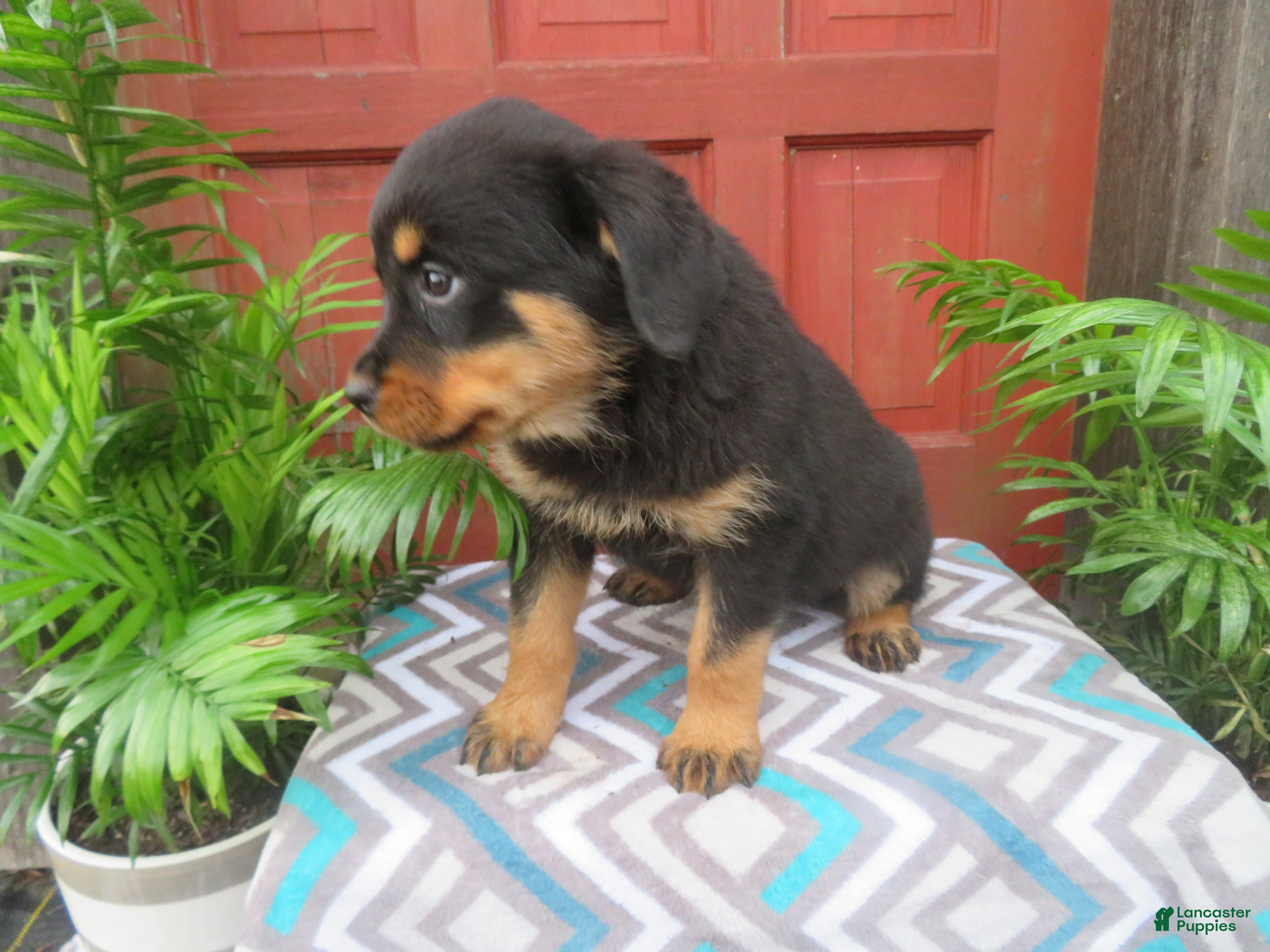 Rottweiler dogs Princess - Ad 2