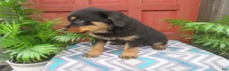 Rottweiler dogs for sale: Princess - Ad 4