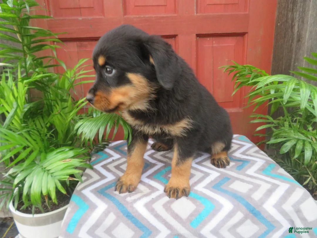 Rottweiler dogs for sale: Princess - Ad 2