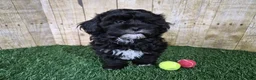 Shihpoo dogs for sale: Oreo - Ad 5
