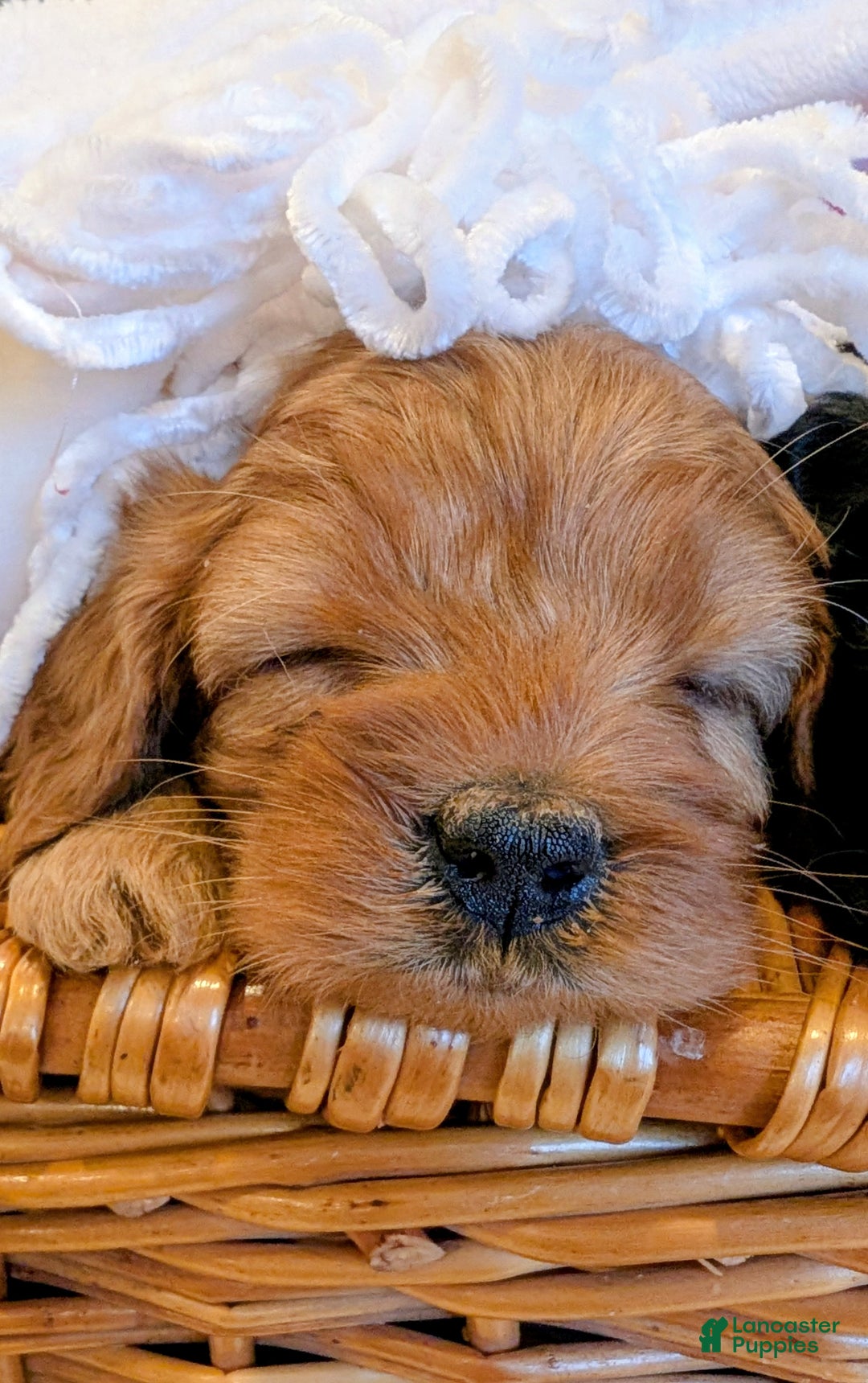 Cavapoo dogs for sale: Ginger Baby - Ad 2