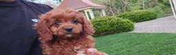 Cavapoo dogs for sale: Hudson - Ad 8