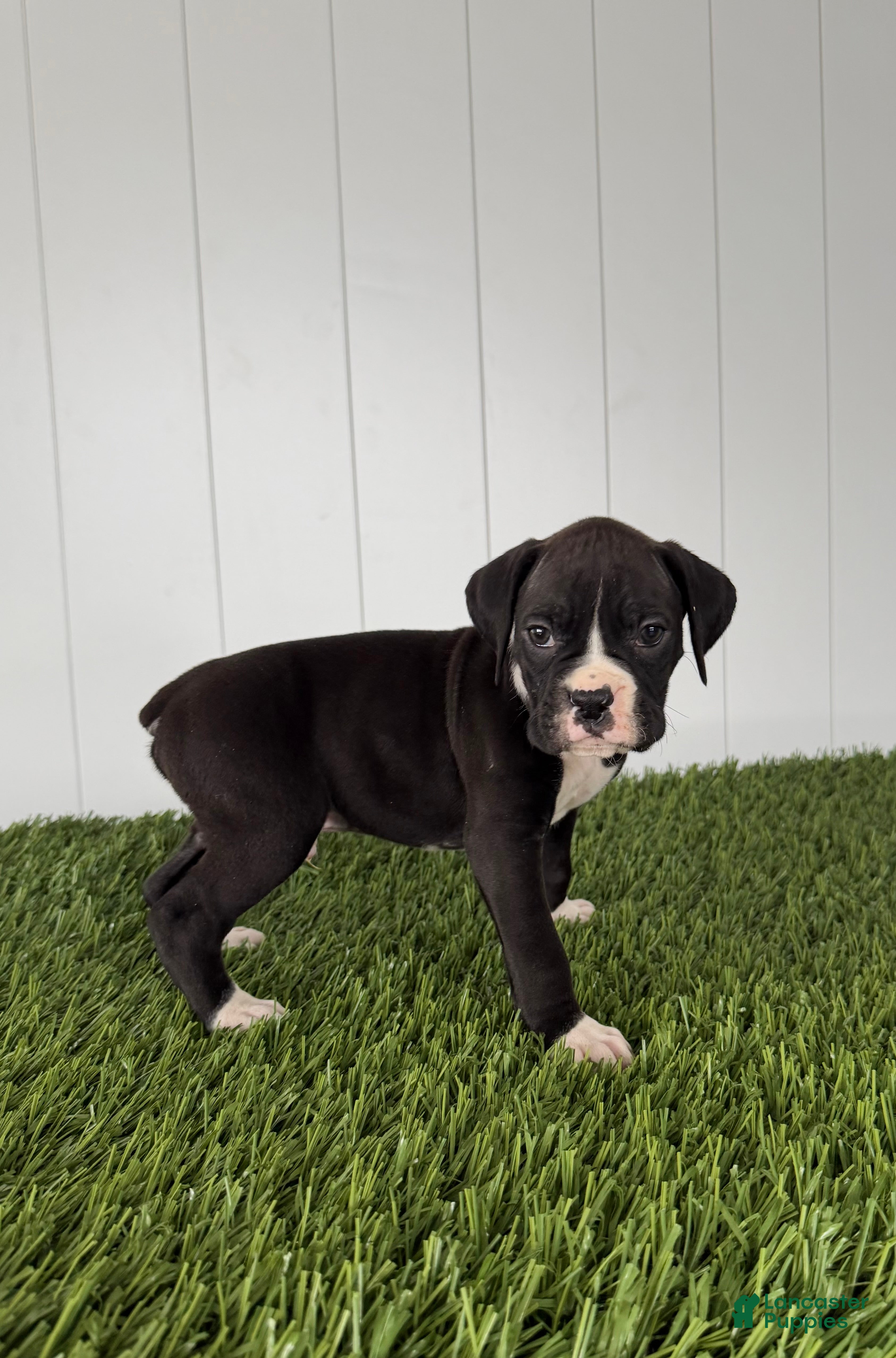 Boxer dogs Parker - Ad 1