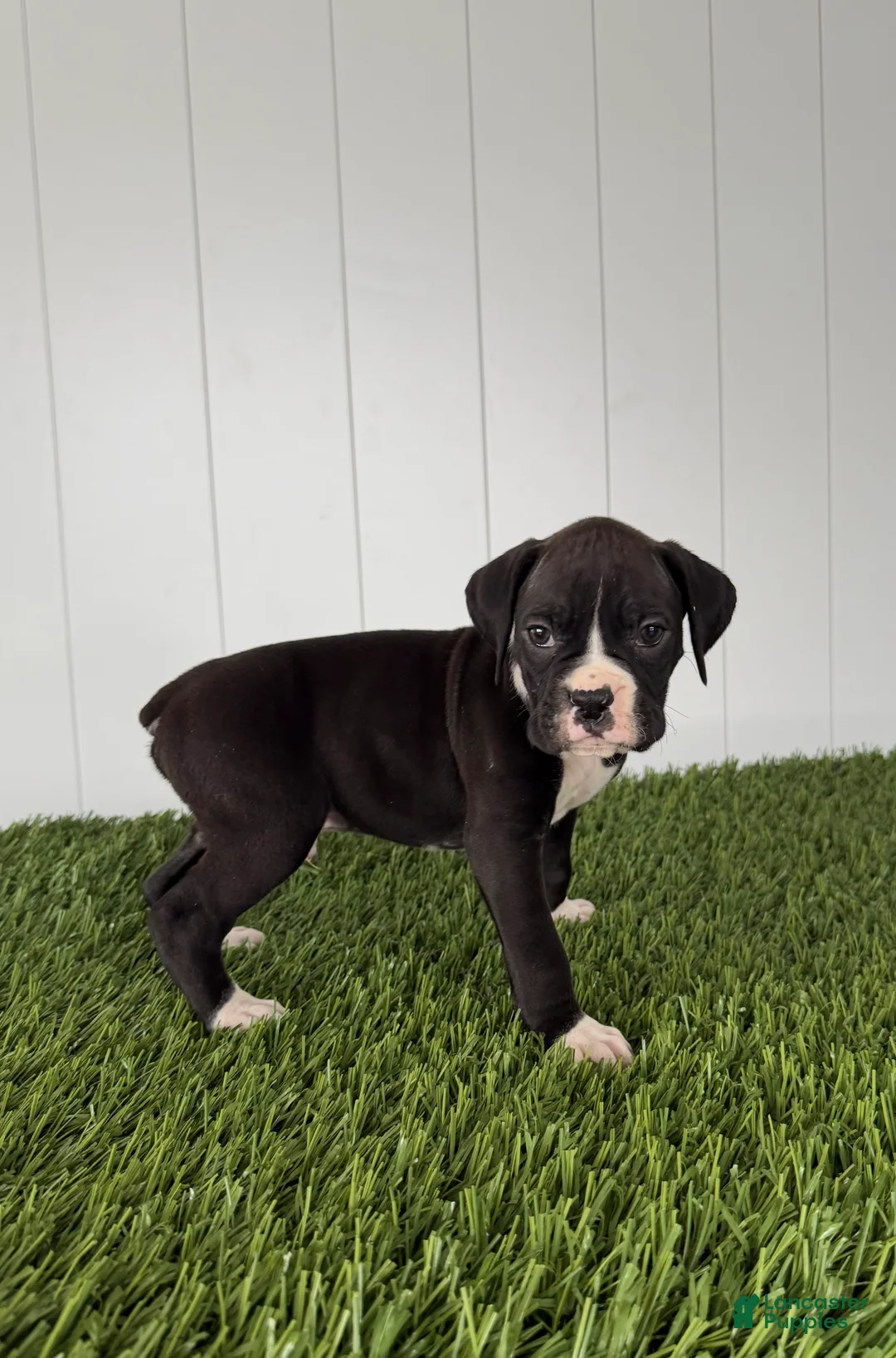 Boxer dogs for sale: Parker - Ad 1