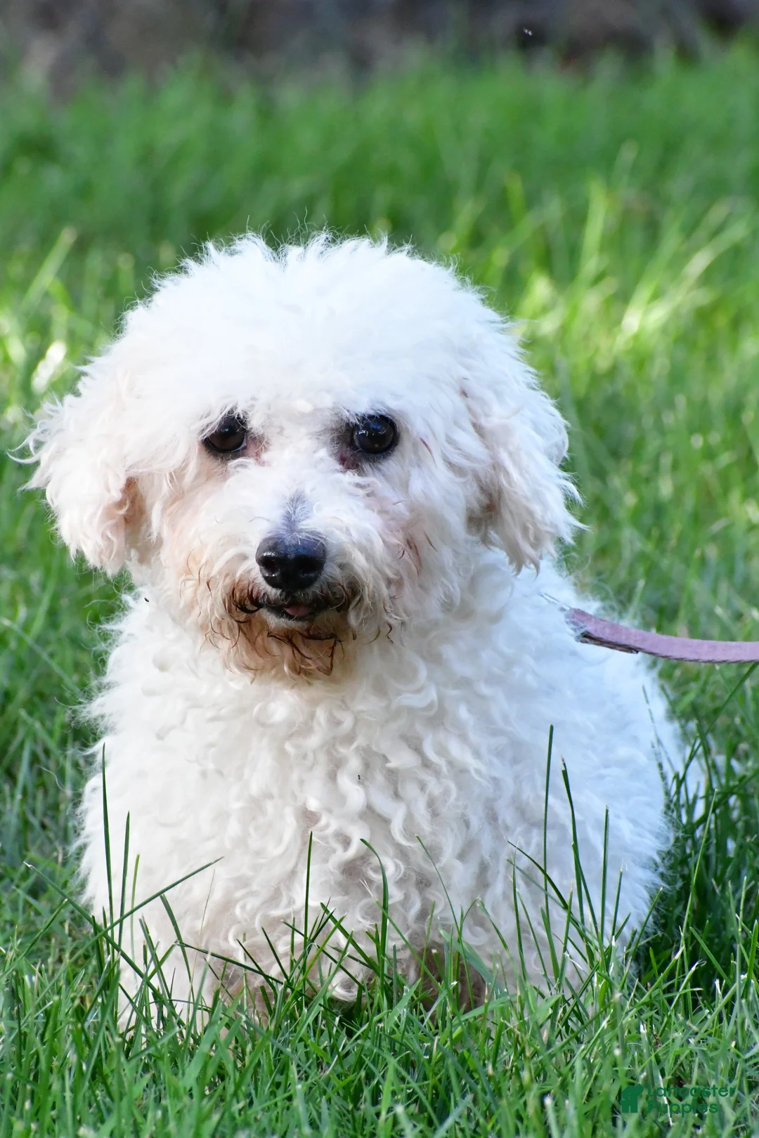 Cavachon dogs for sale: Gale - Ad 8