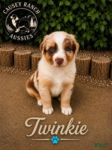 Australian Shepherd dogs for sale: Twinkie — Male - Ad 1