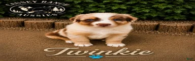 Twinkie — Male