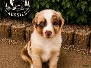 Australian Shepherd dogs for sale: Twinkie — Male - Ad 1