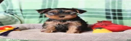 Yorkshire Terrier dogs for sale: Peanut  - Ad 5