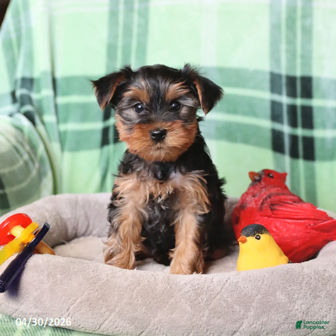 Yorkshire Terrier dogs for sale: Peanut  - Ad 5