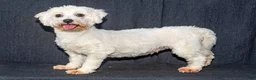 Maltese dogs for sale: Tripp - Ad 10