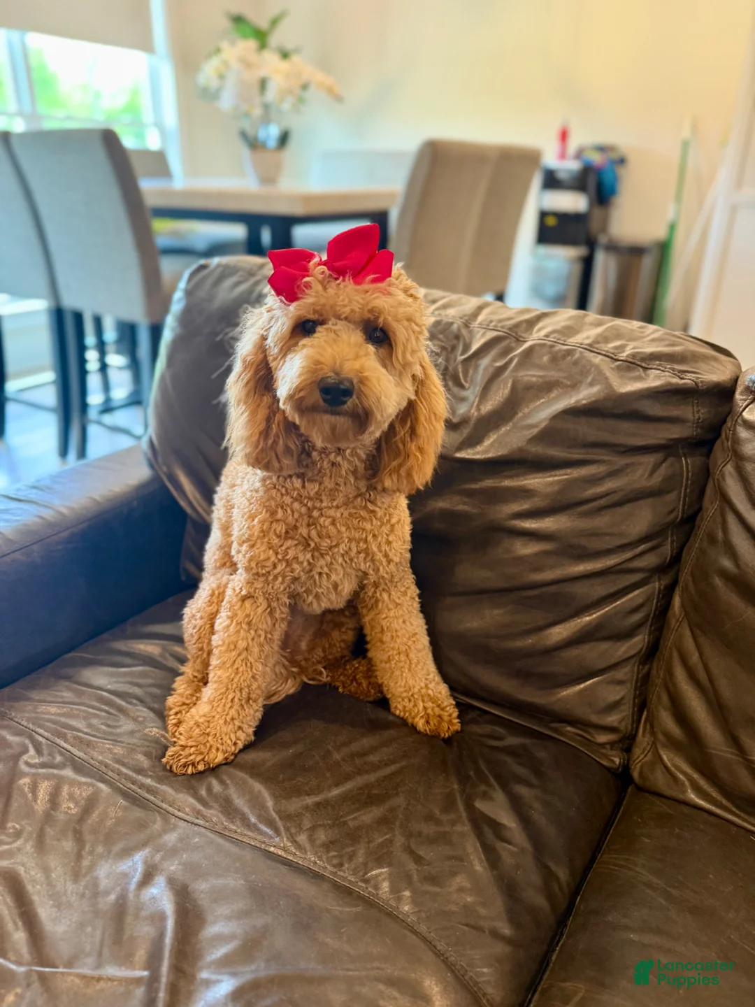 Mini Goldendoodle dogs for sale: Blue Collar  - Ad 20