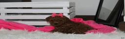Miniature Poodle dogs for sale: Sally - Ad 6