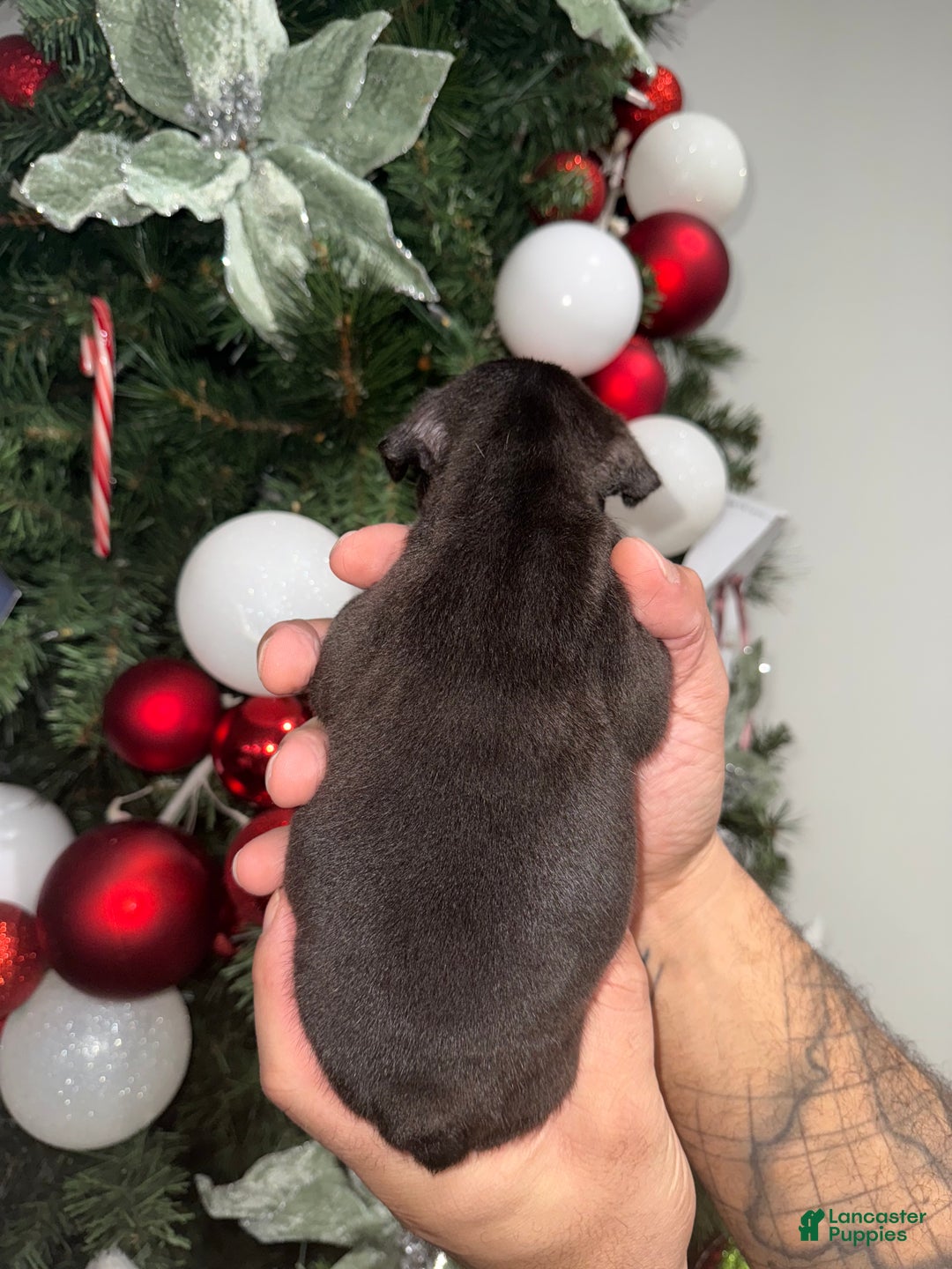 French Bulldog dogs for sale: Hershey  - Ad 8