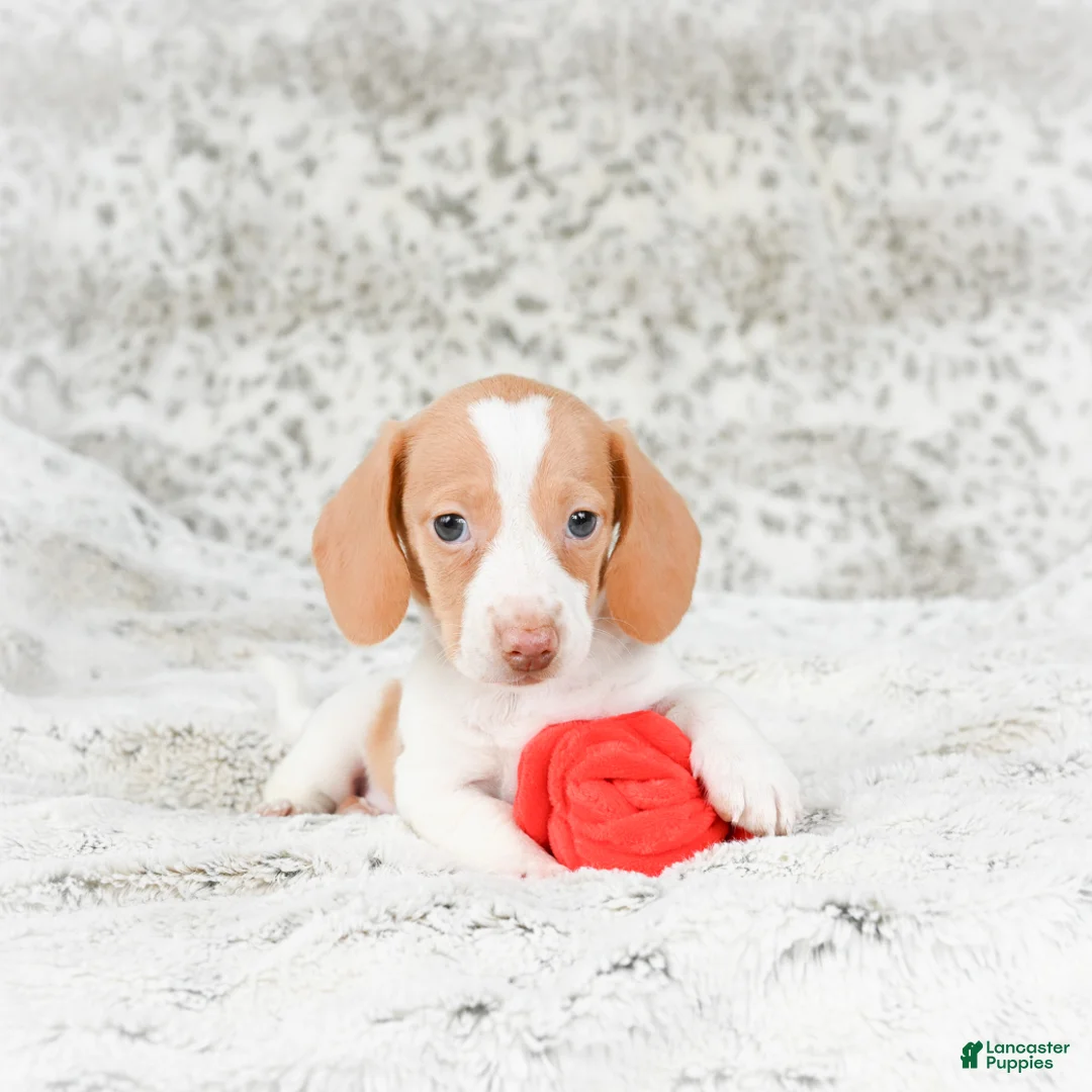 Miniature Dachshund dogs for sale: Chloe - Ad 1