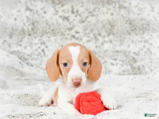 Miniature Dachshund dogs Chloe - Ad 13