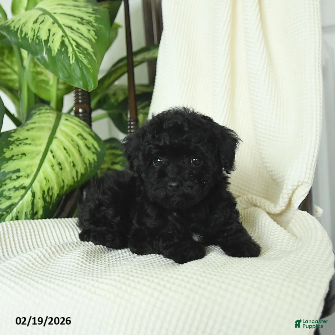 Miniature Poodle dogs for sale: Sookie - Ad 4