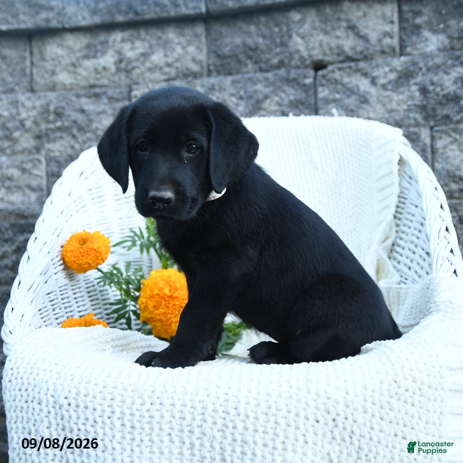 Labrador Retriever dogs Matthias - Ad 2