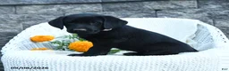Labrador Retriever dogs for sale: Matthias - Ad 2