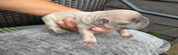 French Bulldog dogs for sale: French Bulldog 1 Male - Ad 5