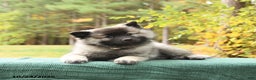 Keeshond dogs for sale: Nugget - Ad 5