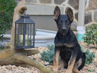 German Shepherd dogs - Ad 30