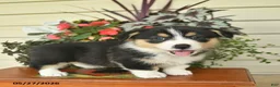 Welsh Corgi Pembroke dogs for sale: Albert  - Ad 3