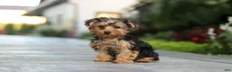 Yorkiepoo dogs for sale: Beckham - Ad 5