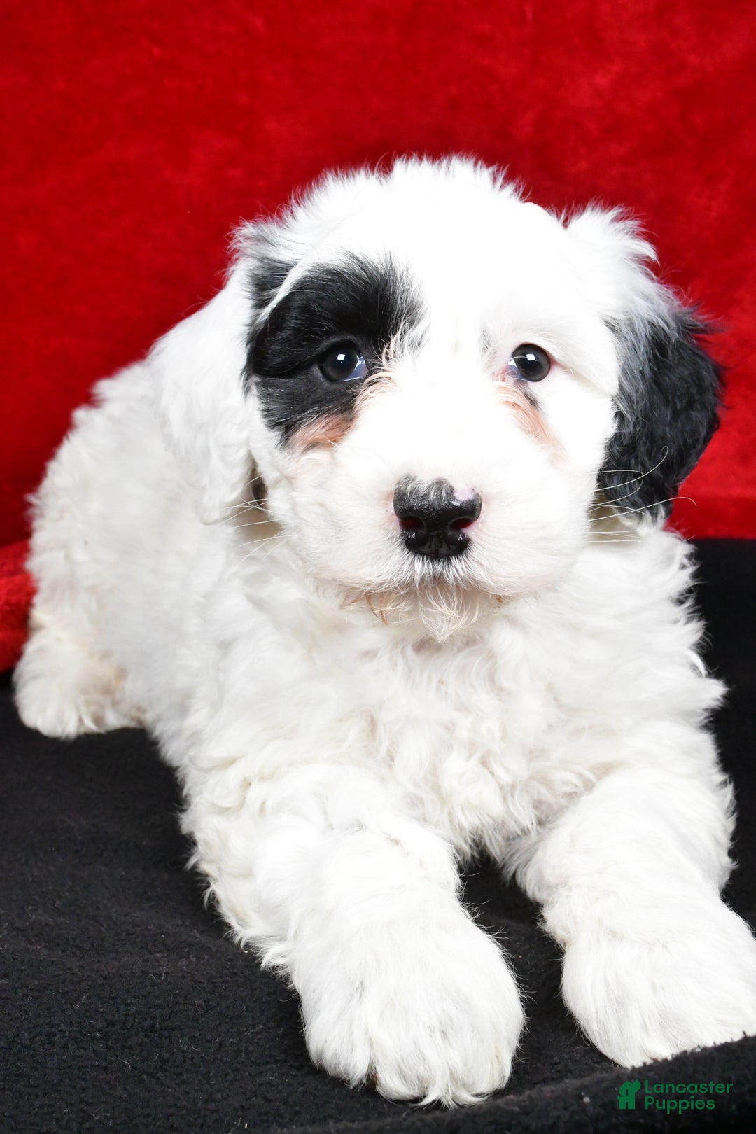 Mixed Breed dogs for sale: Sarah - Ad 3