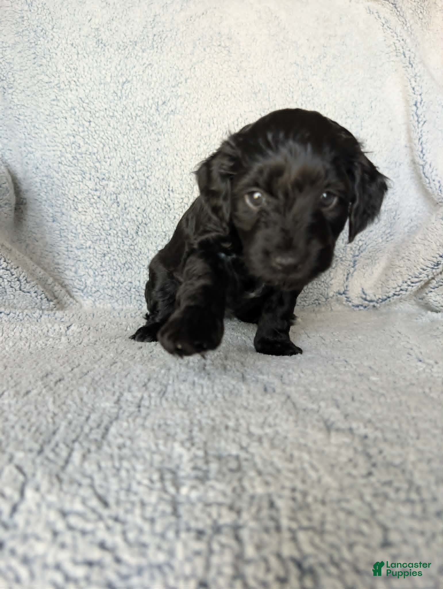 Mixed Breed dogs for sale: Midnight  - Ad 6
