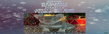 Orion “Rare Visual Big Rope Frenchie with Tan Points & a Story to Tell”