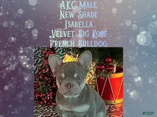 French Bulldog dogs Orion “Rare Visual Big Rope Frenchie with Tan Points & a Story to Tell” - Ad 5