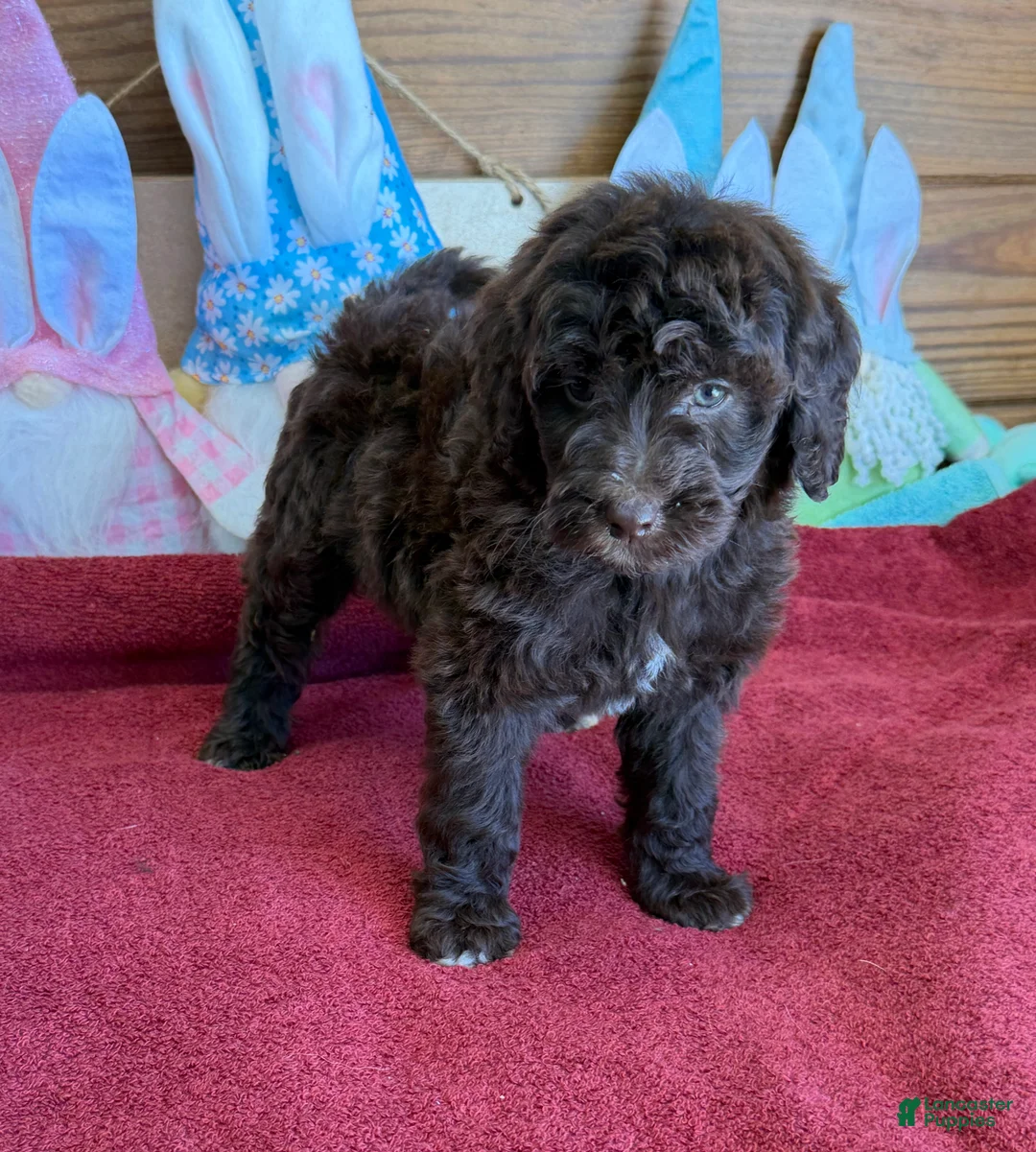 Mini Goldendoodle dogs for sale: Deano - Ad 1