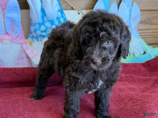 Mini Goldendoodle dogs Deano - Ad 13