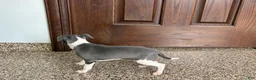 Italian Greyhound dogs for sale: KK - Ad 5