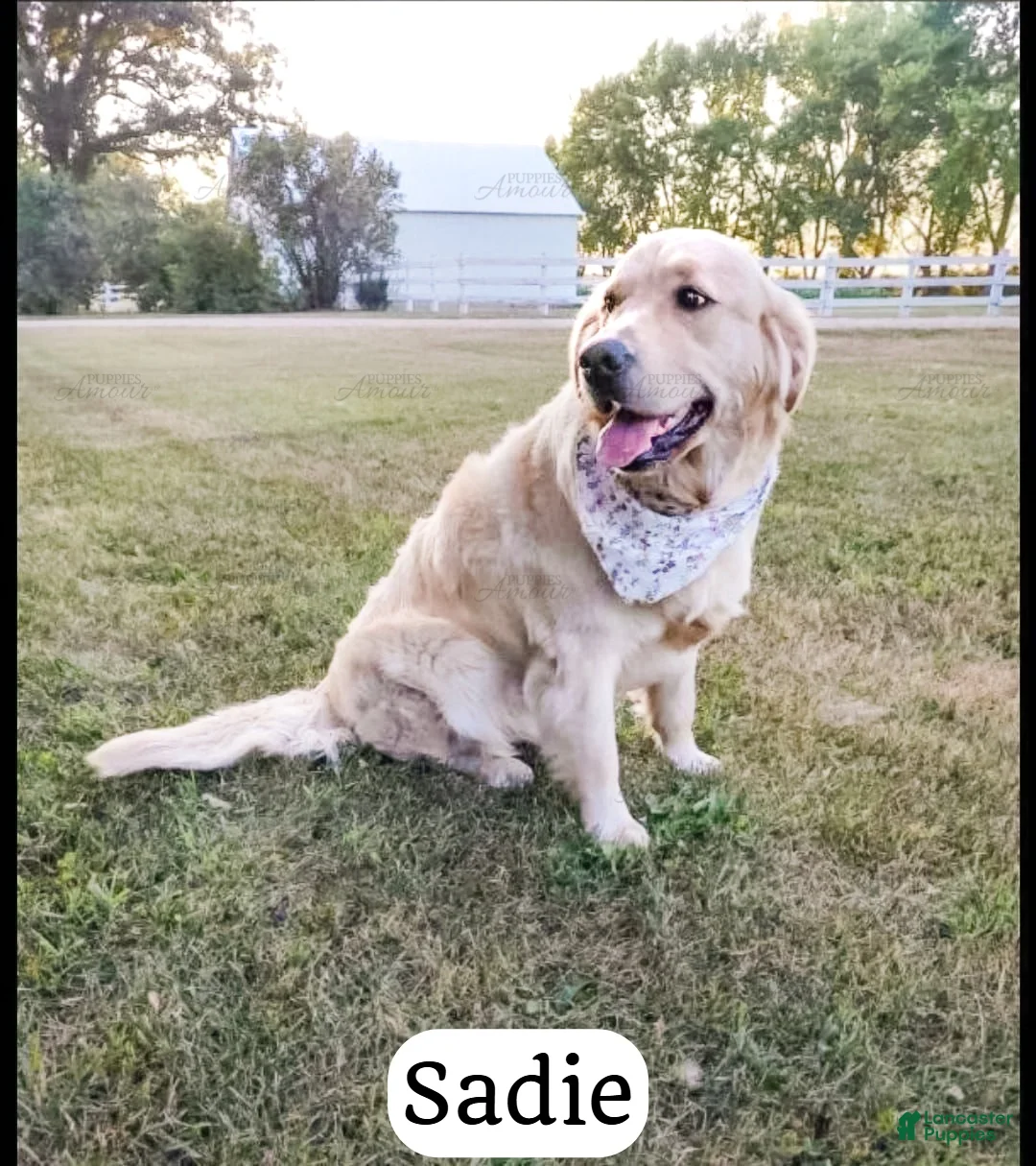 Goldendoodle dogs for sale: Dexter - Ad 7