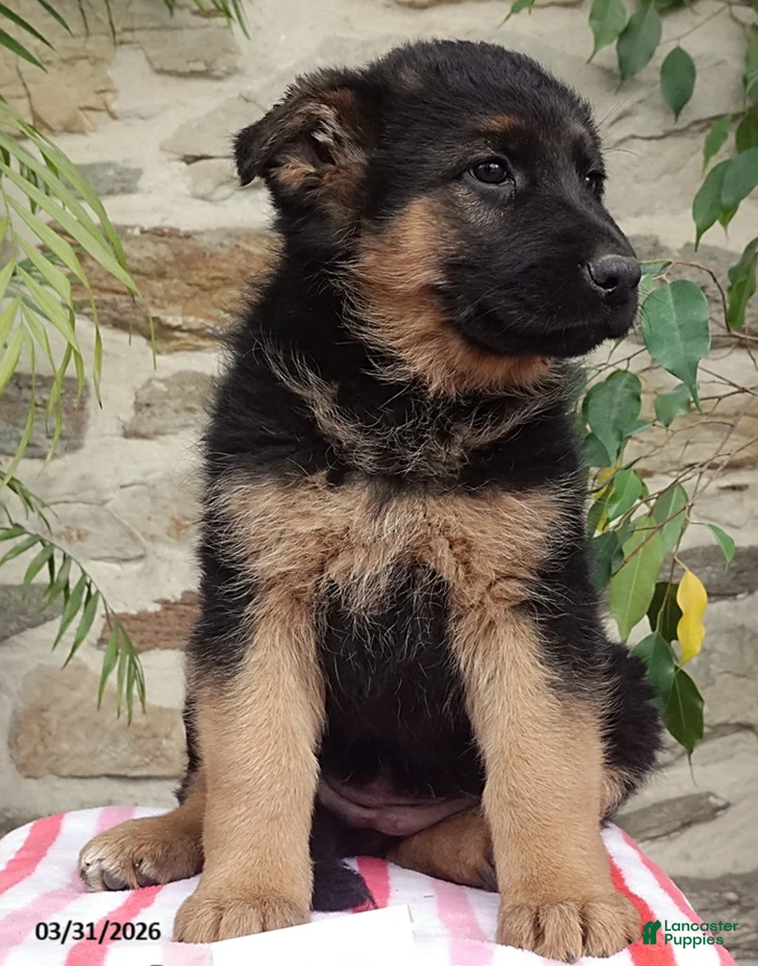 German Shepherd dogs for sale: Sus - Ad 2